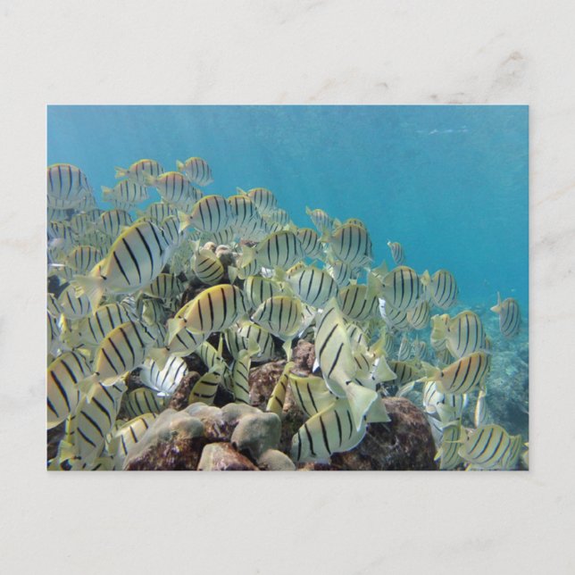 Hanauma Bay - Convict Tangs Postcard (Front)