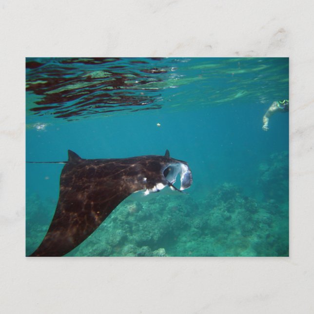 Hanauma Bay Hawaii Manta Ray Postcard (Front)