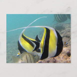 Hanauma Bay Hawaii Moorish Idol Postcard