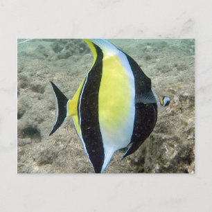 Hanauma Bay Hawaii Moorish Idol Postcard
