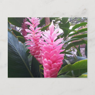 HANAUMA BAY HAWAII -  Red Ginger Flower Postcard
