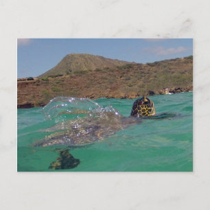 Hanauma Bay Hawaii Turtle Postcard