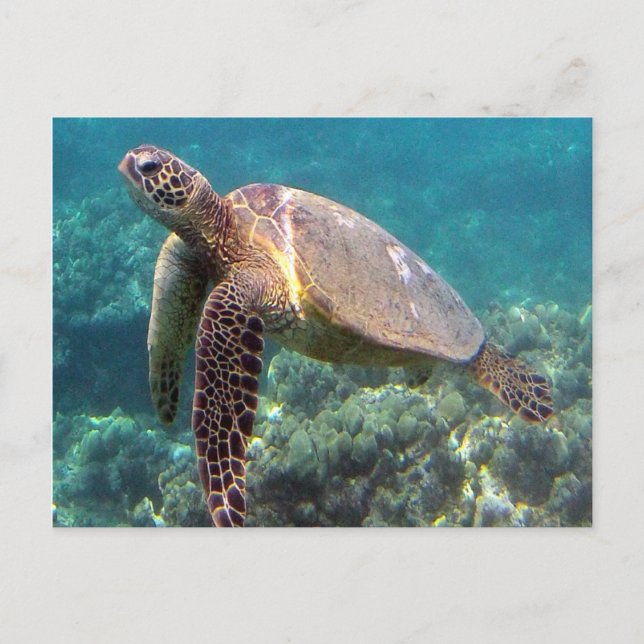 Hanauma Bay Hawaii Turtle Postcard (Front)