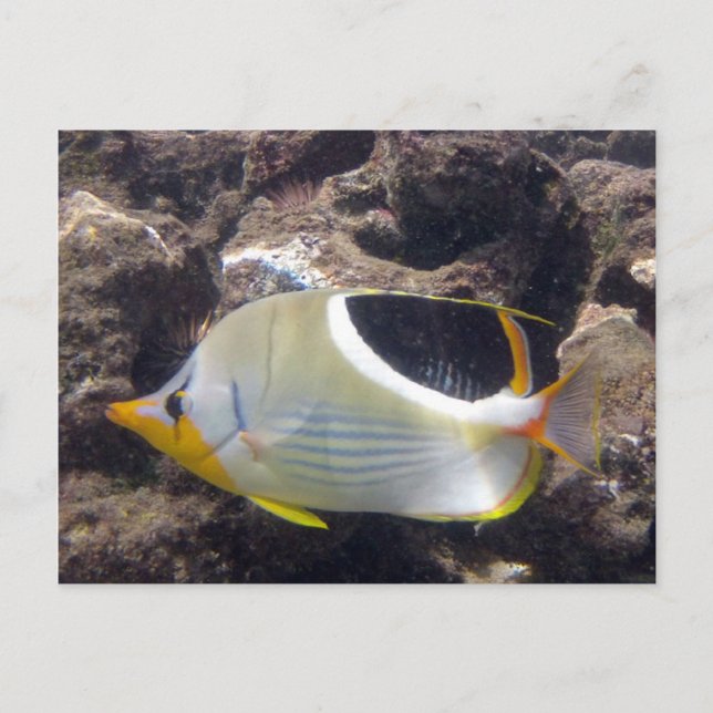 Hanauma Bay - Saddleback Butterfly Fish Postcard (Front)