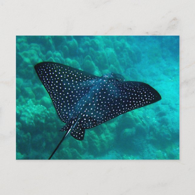 Hanauma Bay Spotted Eagle Ray Postcard (Front)