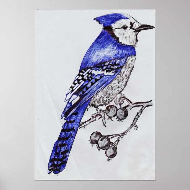 Hand-Drawn Blue Jay| Black & Blue Ink Nature Art Poster (Front)