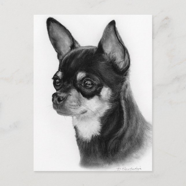Hand Drawn Chihuahua Head Study Postcard (Front)