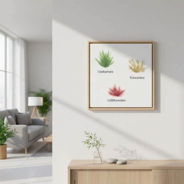 Hand Drawn Cladophora, Ectocarpus Seaweed Canvas Print (Creator Uploaded)
