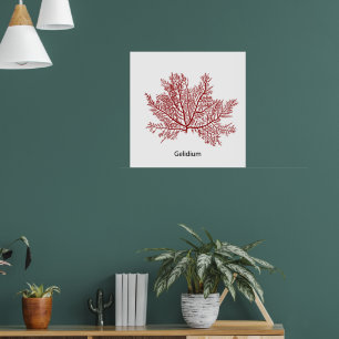 Hand Drawn Gelidium Seaweed  Poster