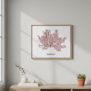 Hand Drawn Gelidium Seaweed Poster