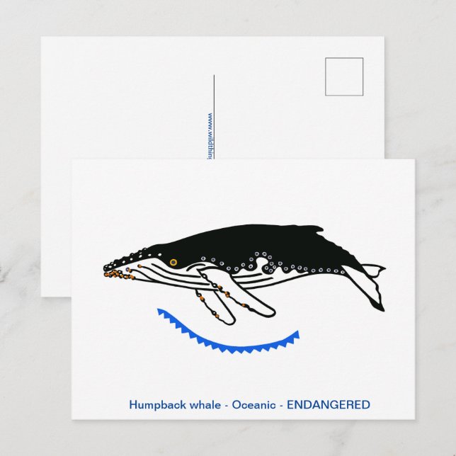 Hand drawn - Humpback WHALE- Endangered animal-  Postcard (Front/Back)