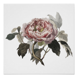 Hand drawn pink cabbage rose poster