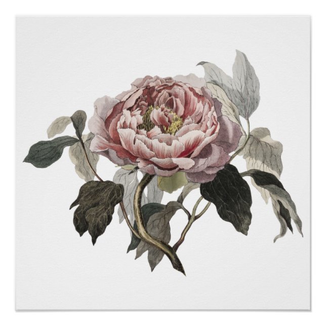 Hand drawn pink cabbage rose poster (Front)