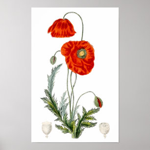 Hand drawn red poppy illustration poppy Poster