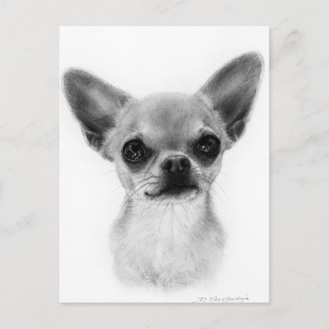 Hand Drawn Short Haired Chihuahua - Gentle Express Postcard (Front)