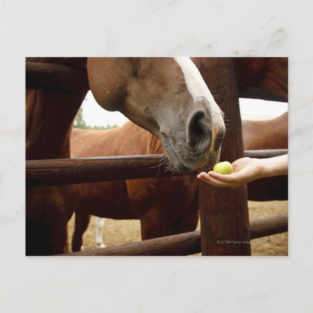 Hand feeding a horse an apple. postcard (Front)