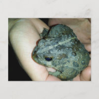 hand holding a toad frog