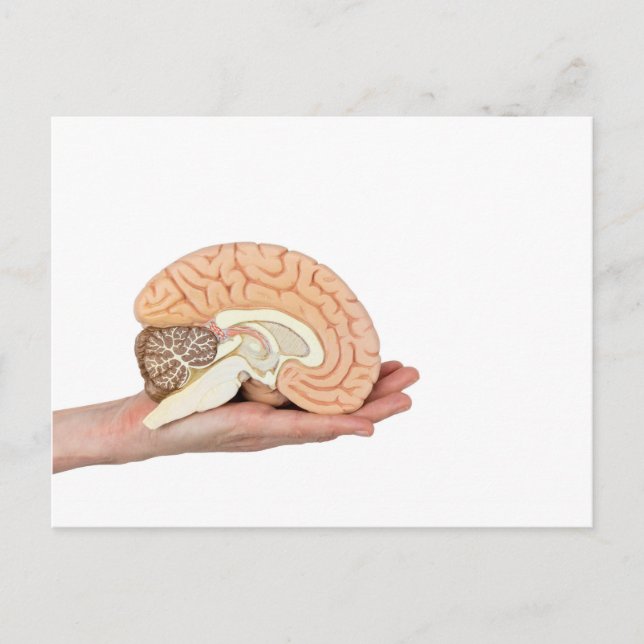 Hand holding brain hemisphere on white background postcard (Front)