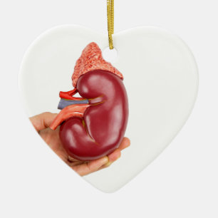 Hand holding kidney model on white background ceramic tree decoration