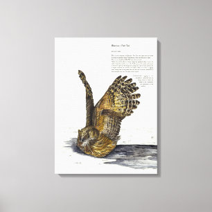 Hand Paint Endangered Owl Print Canvas
