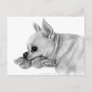 Hand Painted Chihuahua Blanche With Favorite Toy Postcard