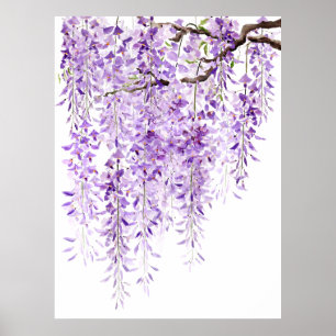 hand painted purple wisteria in bloom 2024 poster