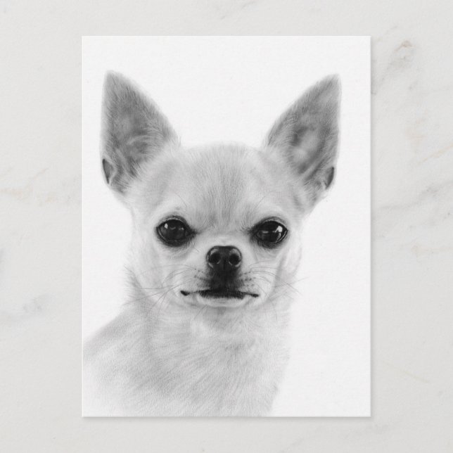Hand painted White Chihuahua Artwork Postcard (Front)