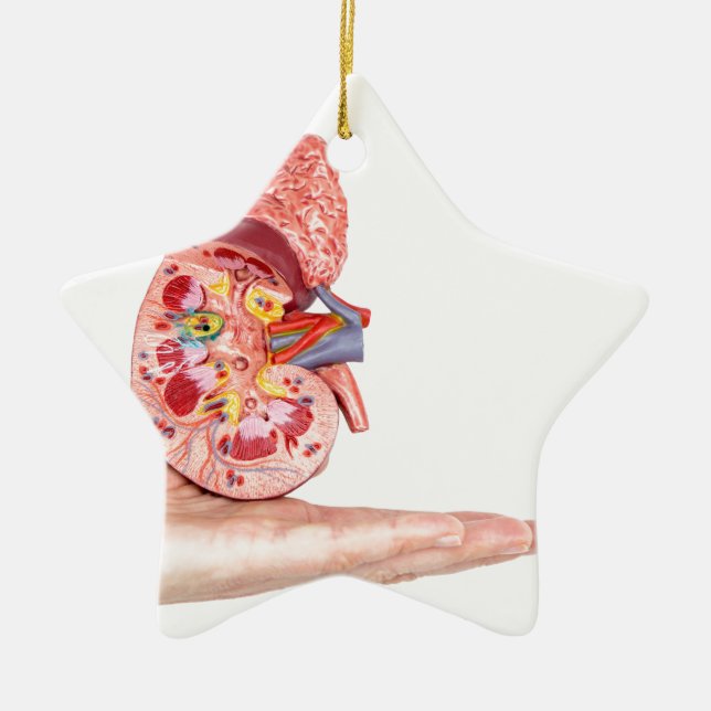 Hand showing model with inside of human kidney ceramic tree decoration (Front)