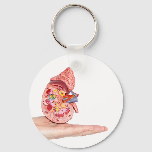 Hand showing model with inside of human kidney key ring (Front)