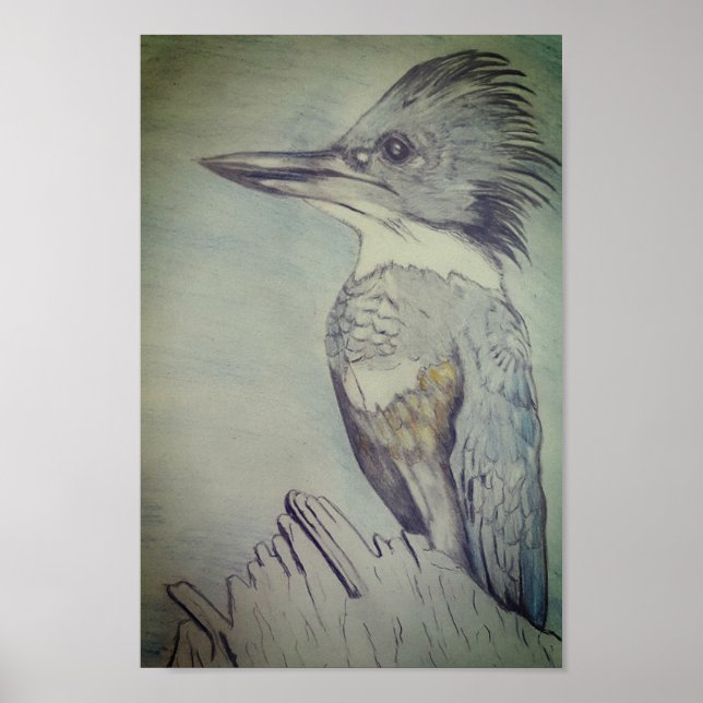 Hand Sketched Belted Kingfisher Poster (Front)