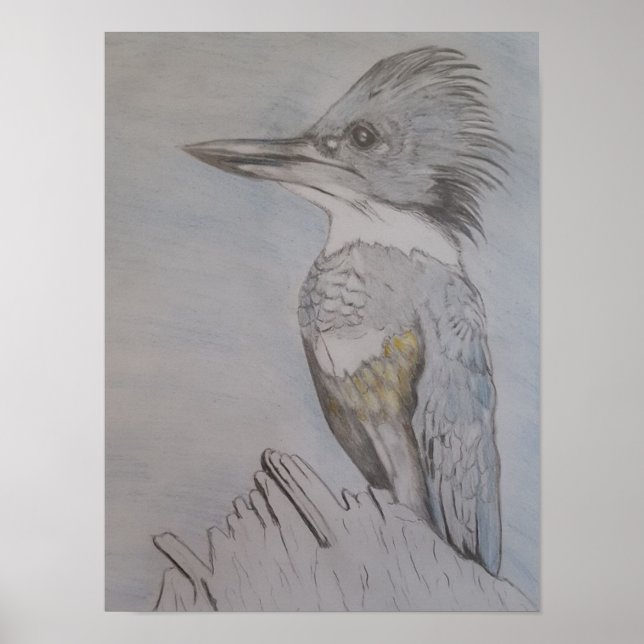 Hand Sketched Belted Kingfisher Poster (Front)