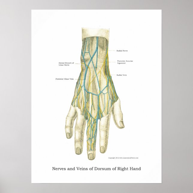 Hand & Wrist Internal Anatomy Poster (Front)