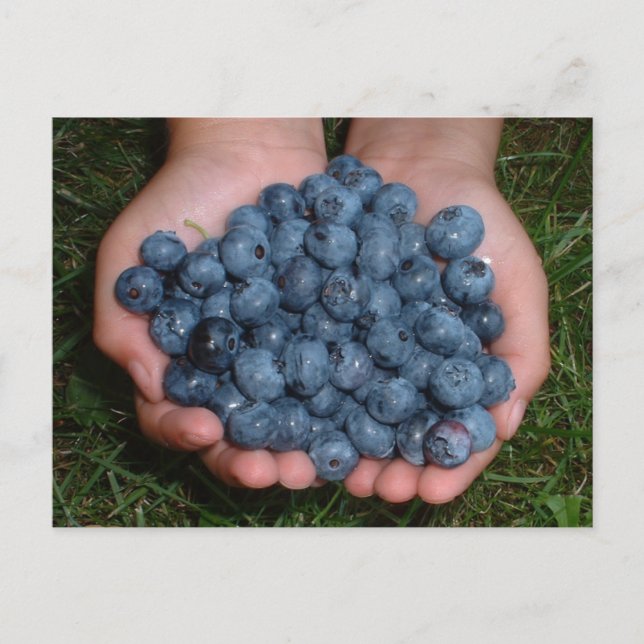 Handful of Fresh Blueberries Postcard (Front)