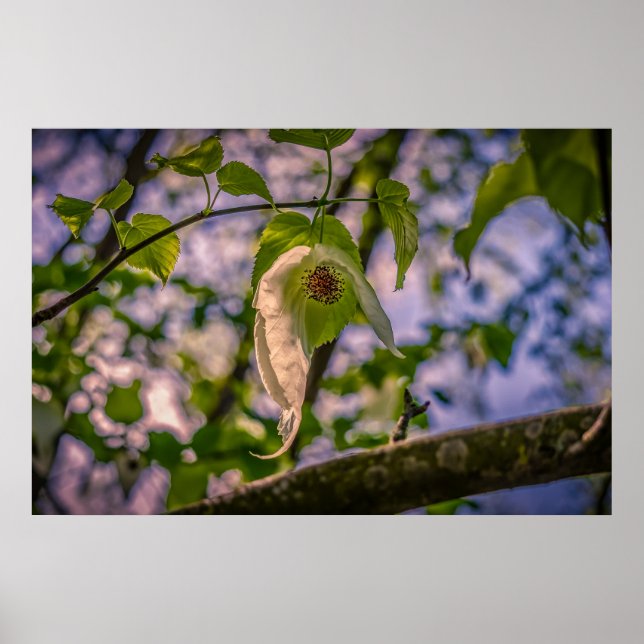 Handkerchief Tree Poster (Front)