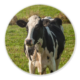 Handle of door, photograph of cow ceramic knob