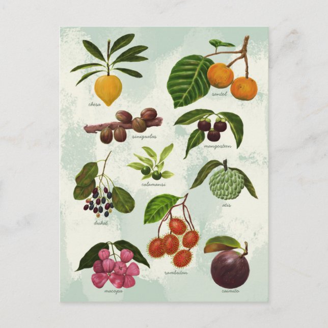 Handpainted Exotic Filipino Tropical Fruits Postcard (Front)