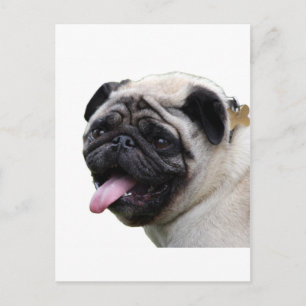 Handsom white Pug photo accessories, add names Postcard