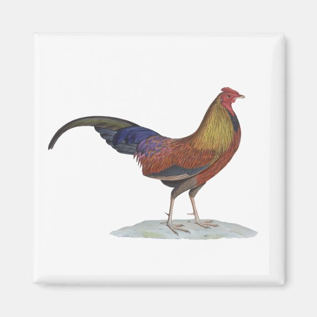 Handsome Alert Rooster Magnet (Front)