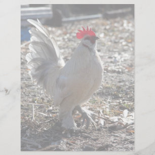 Handsome Bantam D'uccle Rooster