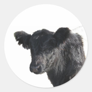 Handsome Belted Galloway Steer Classic Round Sticker