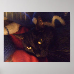 Handsome Black Cat Poster