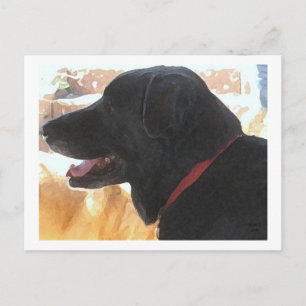 Handsome Black Lab Portrait - Ranch Dog Lover Postcard