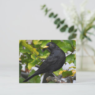 Handsome Blackbird  Postcard