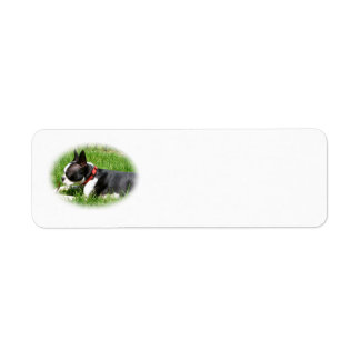 Handsome Boston Terrier Dog On Grass with Stick