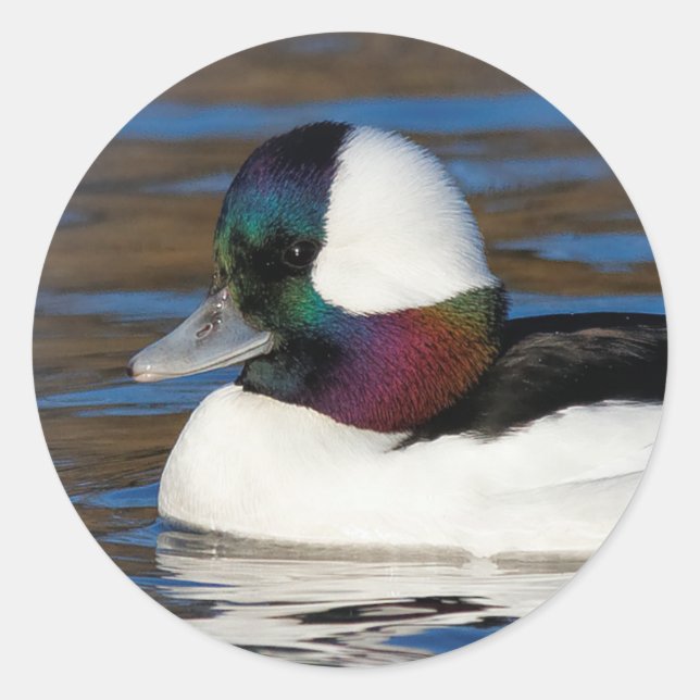 Handsome Bufflehead Duck at the Winter Pond Classic Round Sticker (Front)