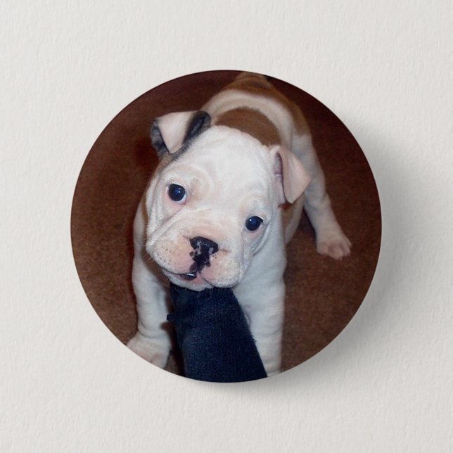 Handsome Bulldog Pinback Button (Front)