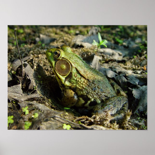Handsome Bullfrog Poster or Print (Front)