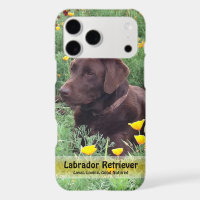 Handsome Chocolate Lab Do in Poppy Patch
