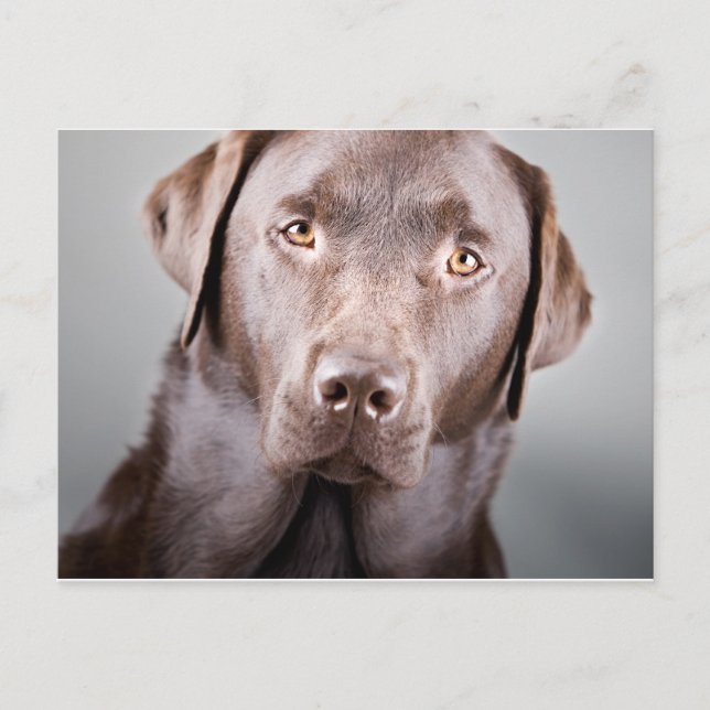 Handsome Chocolate Labrador Postcard (Front)
