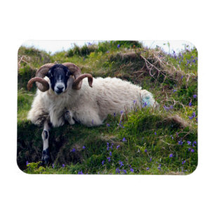 Handsome Curly Horned Ram Lounging in Bluebells Magnet